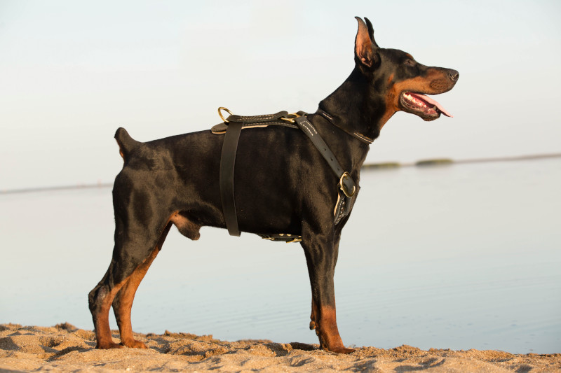 Exclusive style royal studded Doberman leather harness