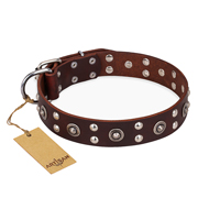 'Pirate Treasure' FDT Artisan Exciting Brown Leather Doberman Dog Collar with Studs