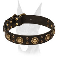 Leather Doberman Collar With Bright Mix of Brass Decorations