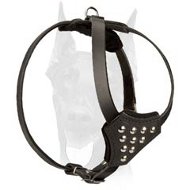 Walking and training leather Doberman puppy harness with studs