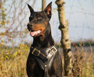 Doberman Leather Dog Harness for Training,tracking,walking a dog
