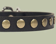Studded Leather Puppy Collar for Doberman puppy