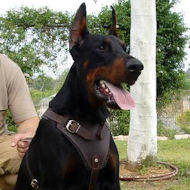 dog harnesses for doberman pinscher