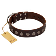 "Starry-Eyed" Best Quality FDT Artisan Brown Designer Leather Doberman Collar with Small Plates