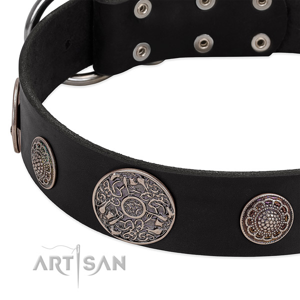 Strong adornments on full grain leather dog collar