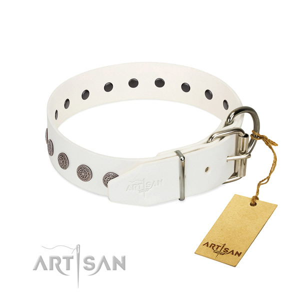 Unusual adornments on leather collar for everyday walking your four-legged friend