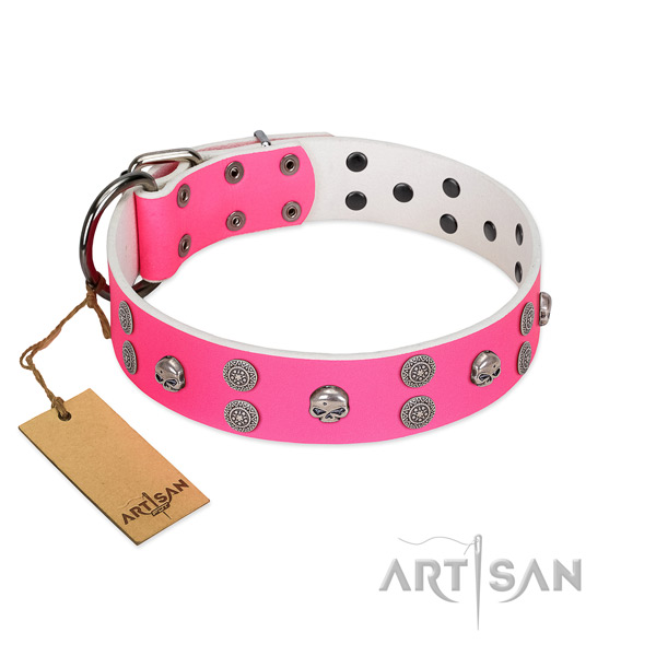 Everyday walking full grain genuine leather dog collar with incredible embellishments