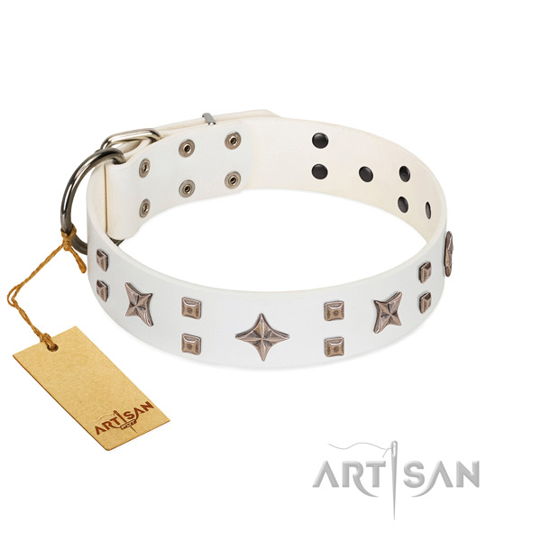 Everyday walking full grain leather dog collar with amazing studs