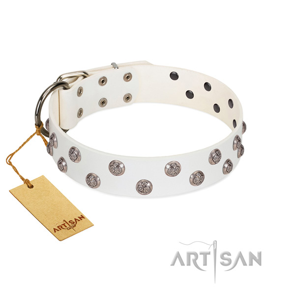 Stunning full grain genuine leather dog collar with corrosion proof fittings