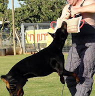 Doberman Dog Muzzles