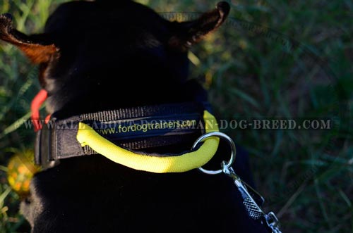 Easy to wash Doberman collar