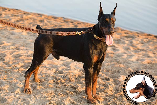 Leather Doberman collar with amazing look