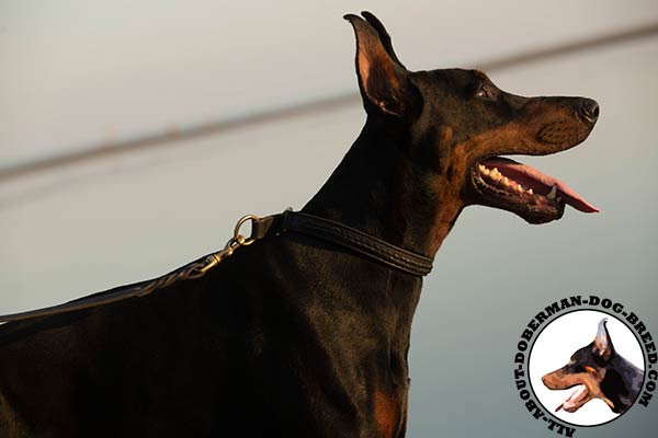 Choke collar for walking, agitation and training