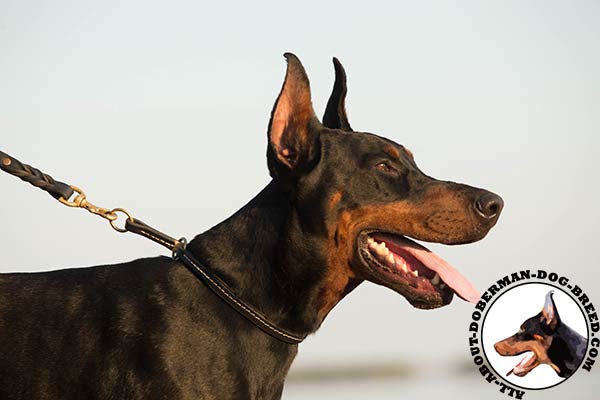 Choke Doberman collar with brass plated ring