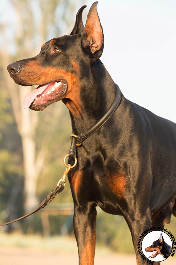 Training and walking Doberman leather choke collar