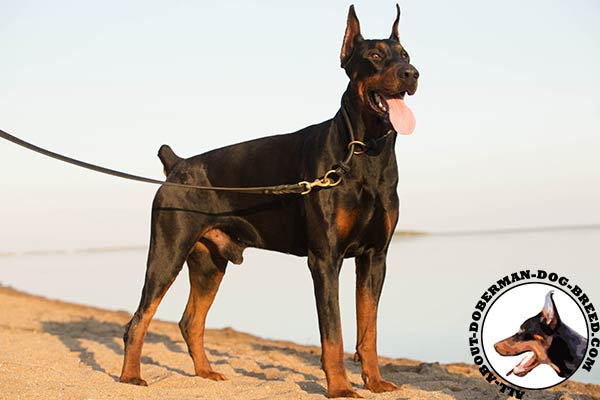 Soft and strong choke Doberman collar