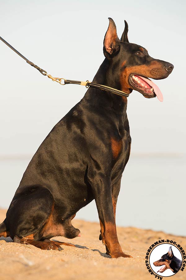 Amazing choke leather collar for comfortable Doberman training