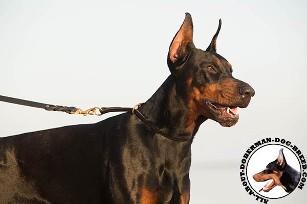 Elegant and comfortable choke collar for Doberman