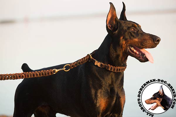 Leather choke Doberman collar for everyday walking