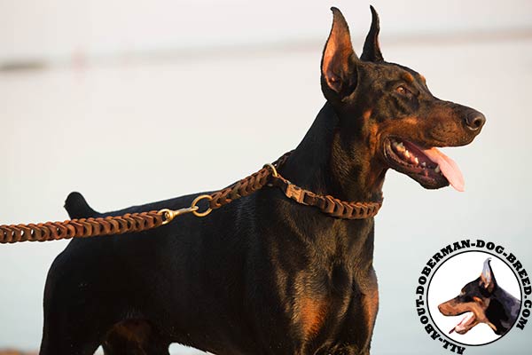 Leather choke Doberman collar for everyday walking