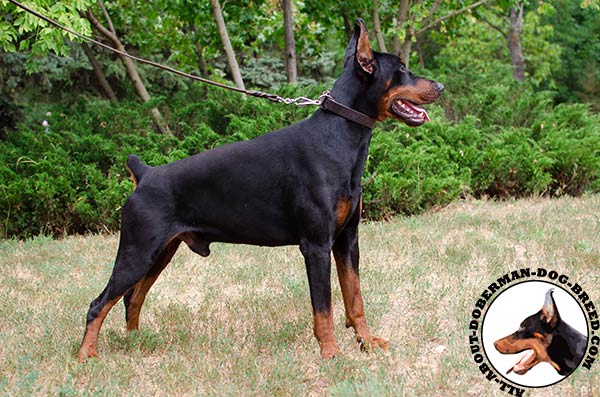 Leather collar for different Doberman activities