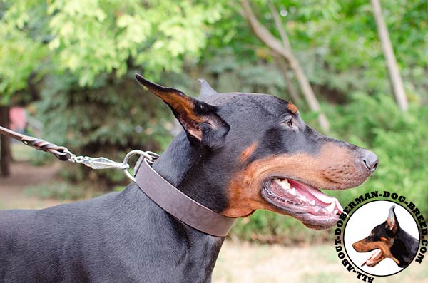 Leather collar for comfortable walking with your Doberman