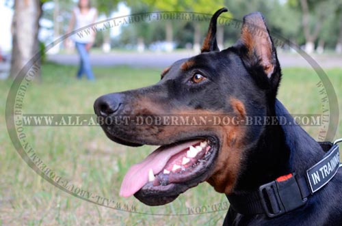 Everyday nylon Doberman collar