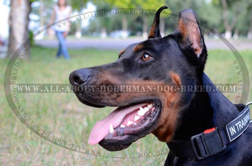 Everyday nylon Doberman collar