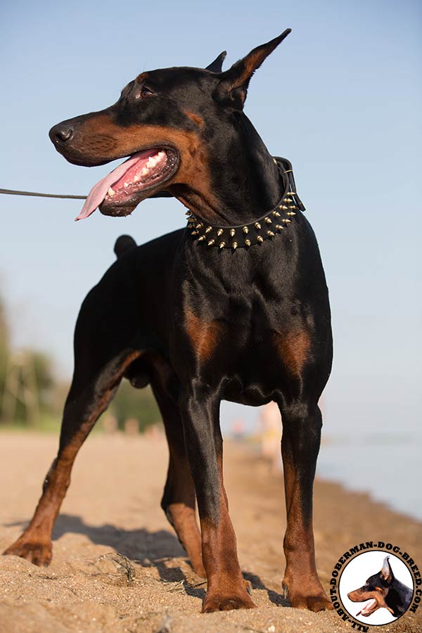 Awesome Doberman collar with 2 rows of brass spikes