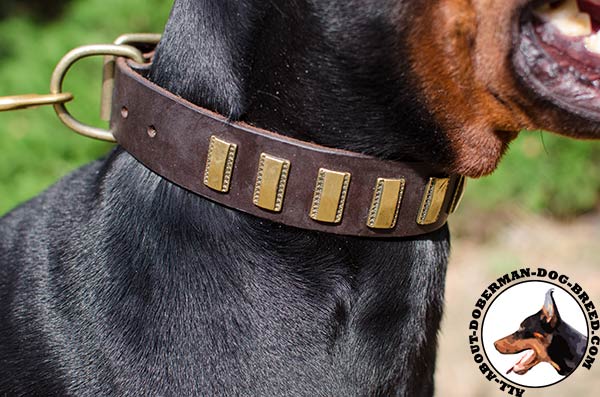 Amazing collar for stylish walking with Doberman