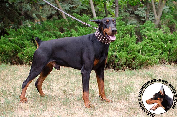 Amazing accessory for stylish Doberman