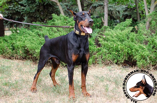 Functional leather collar for Doberman walking and training