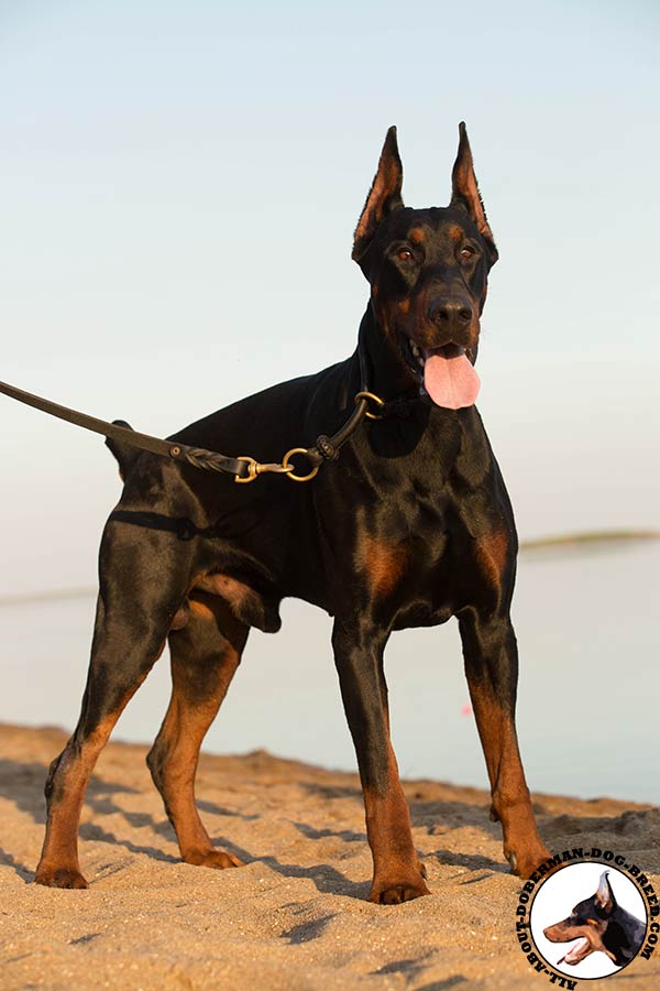 Amazing walking and training choke collar for Doberman Breed