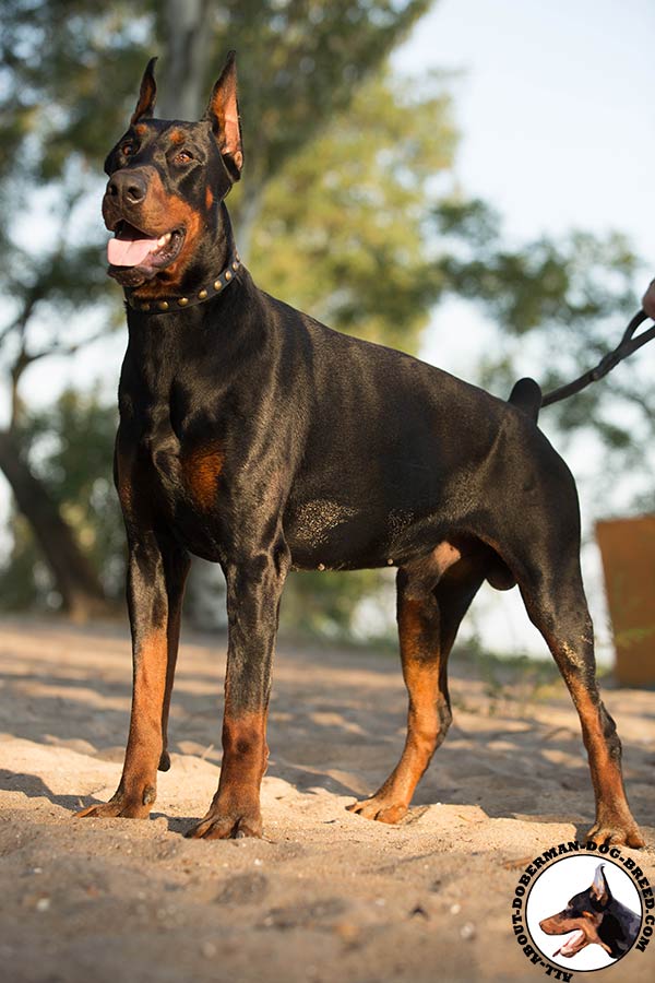 Perfect look Doberman leather decorated collar