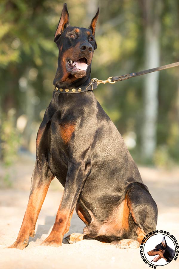 Handmade leather collar for comfortable walks with Doberman 