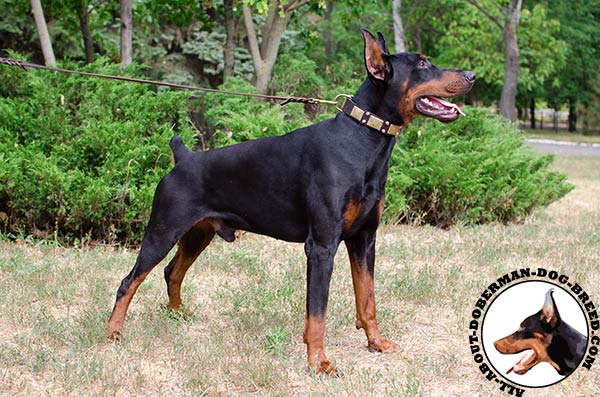 Leather Doberman collar with brass buckle and D-ring