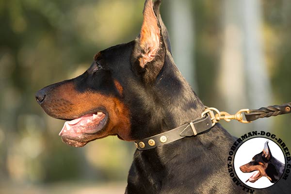 Stunning decorated collar for Doberman activities