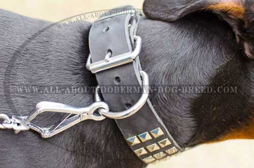 Rust proof nickel hardware for Doberman collar