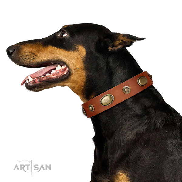 Basic training dog collar of natural leather with awesome adornments