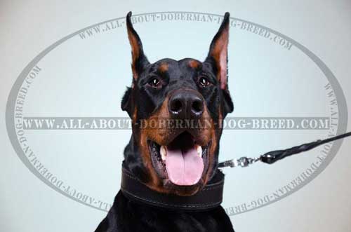 Comfy Doberman collar