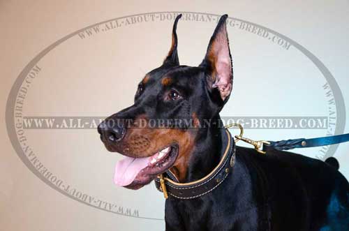 Comfortable decorated leather collar
