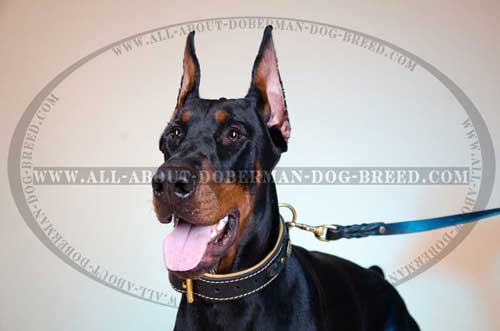 Exclusive decorated leather collar