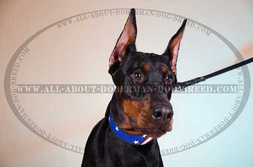 Comfy Doberman collar