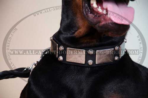 Comfortable leather decorated collar