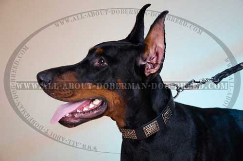 Comfortable genuine quality Doberman collar