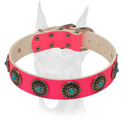 Attractive bright pink Doberman collar