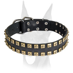 Gold-like studs for Doberman collar