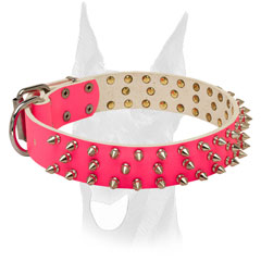 Stylish pink Doberman collar