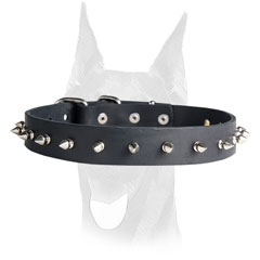 Securely riveted nickel spikes for leather Doberman collar