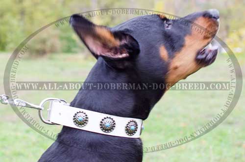 Awesome blue stones for Doberman collar